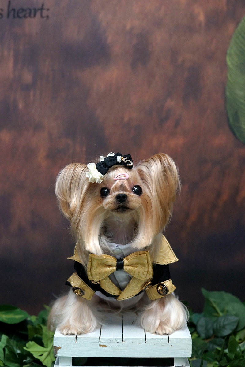 Handmade Dog Clothes Luxurious - Suitsupply Wedding Tuxedo 评论和价格