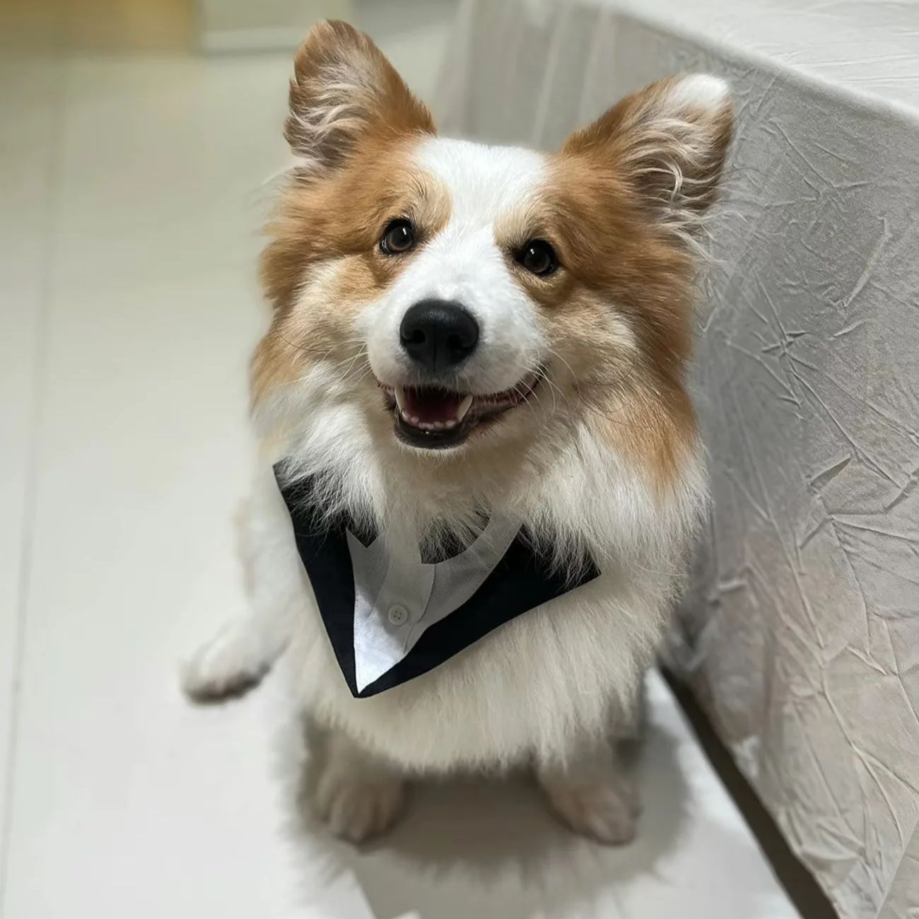 Pet Dog Clothes Fashion Party  - Suitsupply Wedding Tuxedo 评论和价格